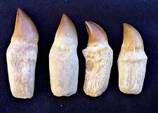 4 Incredible museum quality Mosasaur teeth fossils picture
