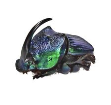 Phanaeus pilatei XL ONE REAL AQUA BLUE HORNED RHINOCEROS DUNG BEETLE PINNED picture