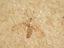 Two Fifty Million Year Old WINGED INSECT Fossils From Wyoming 95.1gr picture