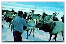 Jackson, WY Wyoming, Largest Elk Herd, Winter Feeding, Unposted Postcard 1960's picture