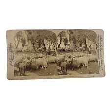 Antique Underwood Stereoview, South France, Herding Sheep under the Olives picture