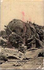Exaggerated Postcard Cutting Cabbage with Axes Zippel MN Minnesota 1911    H-165 picture