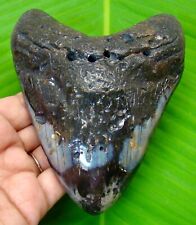 MEGALODON SHARK TOOTH - 4.84 INCHES - SHARK TEETH FOSSIL - MEGLADONE picture