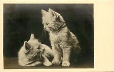 German RPPC Cat Postcard Two Sweet White Kittens look at Each Other NPG 950 picture