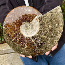 8.88LB Rare natural Natural conch fossil specimens of Madagascar - picture