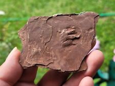 Triassic Pre Dinosaur Feet Tracks Spanish Fork Utah picture