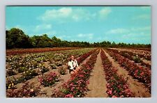 Tyler TX-Texas, Field of Tyler Roses, Antique Vintage Souvenir Postcard picture