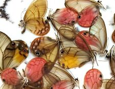 Glasswing Butterfly Mix- Five ( 5 ) Cithaerias, Haetera, Ithomia, Greta Species  picture