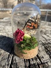Real Insect Taxidermy Glass Cloche Display Red Admiral Butterfly Curiosity Jar picture