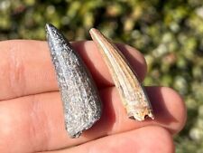 NICE Suchomimus Dinosaur Teeth LOT OF 2 Fossils from Niger Spinosaurus Relative picture