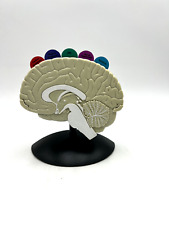 Geodon Brain Anatomical Model - Pharmaceutical Collectible - PFIZER 2002 picture