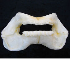 ZEBRA CARPET SHARK Stegostoma fasciatum or varium JAW marine biology generic pic picture