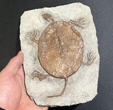 Real Turtle Fossil Rare Chinese Best Triassic Keichousaurus Collection picture