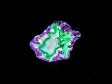 Primo UV Flourescent Fortification Agate Polished Montana Specimen 93.5g picture