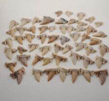 Rare Cretolamna aschersoni Shark Teeth Fossil 100 Pieces Authentic Cretaceous  picture