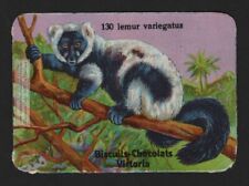 Black-And-White Ruffed Lemur Madagascar c1910 Trade Ad Card picture