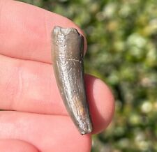 NICE Pterosaur Tooth from Niger Fossil 1.2” Flying Dinosaur Tooth Cretaceous Age picture