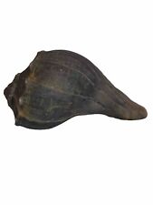 Large 9 Inch Long Dark Gray Atlantic Ocean Whelk/Conch Shell picture