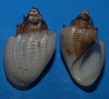 Seashell Thiara cancellata HAIRY SNAIL 30mm F+++/GEM Superb Black  Freshwater picture