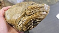 Fossilized Stromatolite Rough 9 Pound Lot picture