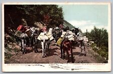 Burro Pack Train Mountain Road Horses Forest Cacel 1910 Antique WOB PM Postcard picture