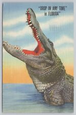 Lakeland Florida, Huge Alligator Open Mouth Drop In Any Time, Vintage Postcard picture