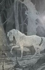 1906 Charles Livingston Bull Illustrations of White Stallion picture