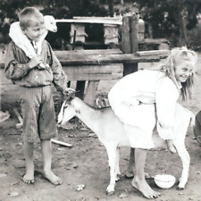 Australian Children Milking Goat Stereoview 1920s Australia Farm Girl Boy C884 picture