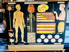 vtg 1930s Denoyer Geppert Medical Anatomy Chart Poster Nervous System picture