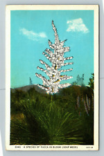 A Species Yucca In Bloom, Scenic Flowers, Vintage Postcard picture