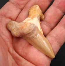 Large OTODUS Shark Tooth 2.21