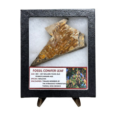 Fossil Conifer Leaf picture