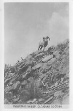Mountain Sheep, Canadian Rockies, Canada, Early Real Photo Postcard picture