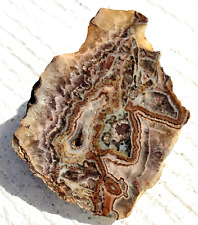 6.9 o Druzy on Lace Agate CUT Quartz Crystals on Fossilized Algae picture