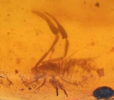 Bargain Pseudoscorpiones (Pseudoscorpion), Fossil inclusion in Burmese Amber picture
