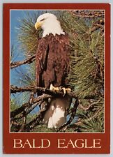 Postcard Bald Eagle Postmarked Sitka Alaska 1985 picture