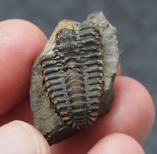 Czech fossil trilobite Placoparia zippei Ordovician trilobites picture