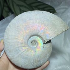 918g Natural Iridescence Conch Fossil Cambrian Ammonite Geology Specimen picture