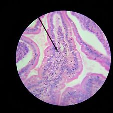 Vintage Microscope Slide Wards Involuntary (Smooth) Muscle Mammal 93-3520 (082) picture