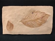 Red Plate: Leaf Fossils, Fort Union Formation, Glendive, MT picture