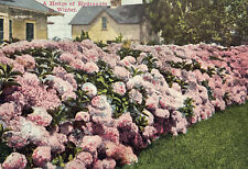 1912 Antique Hydrangea Flowers Posted Vintage Postcard 8-A picture