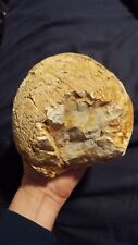petrified fossil dinosaur egg picture