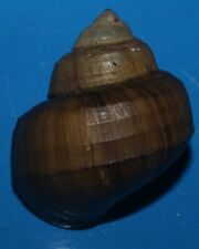 Tonyshells Freshwater Snail Viviparus Mearnsi misamisensis 39mm F+++ Superb picture
