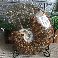2000g PRETTY NATURAL Jade Pattern Conch Ammonite Fossil FROM Madagascar G02 picture