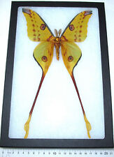 Argema mittrei male REAL FRAMED SILK MOTH GIANT MADAGASCAR COMET SATURNIIDAE picture