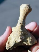 Mosasaur Paddle Bone in Matrix • 2.75