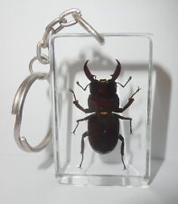 Insect Key Ring Male BLACK STAG BEETLE Clear Rectangular Block 2 Pieces Lot picture