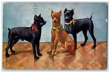 1910 Chihuahua Dogs Puppies Animals Winnipeg Manitoba Canada Antique Postcard picture