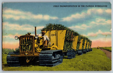 Florida - Field Transporation in the Florida Everglades - Vintage Postcard picture