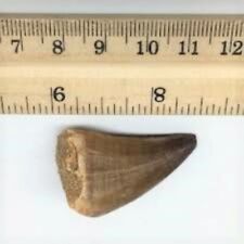 MOSASAURUS TOOTH MARINE DINOSAUR MOSASAUR REAL GIANT FOSSIL EXTINCT RELIC NICE picture